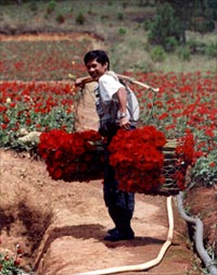 Gánh hàng hoa